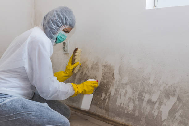 Best Crawl Space Mold Remediation in David City, NE