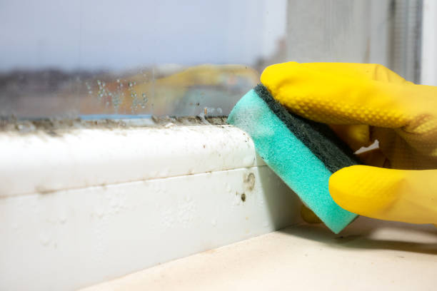 Best Insurance-Related Mold Remediation in David City, NE